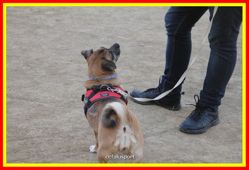 180311 mostra_canina 034.jpg